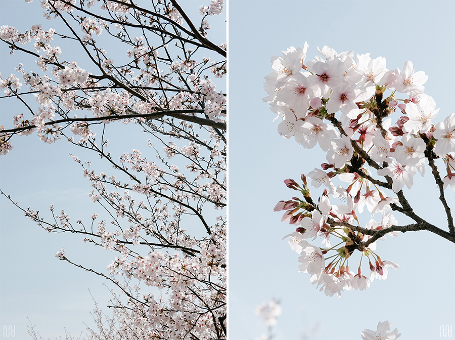 小学入学式的春天