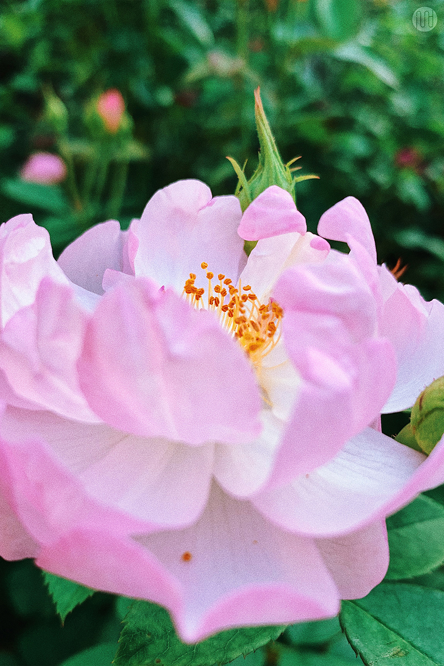 花